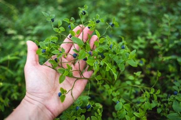 Berry sector responsibility will not be solved by paying travel costs, but by an industry-specific standard