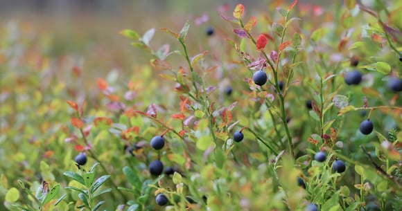 FCCA suspects companies in the berry industry of an alleged competition infringement – Polarica denies the claims