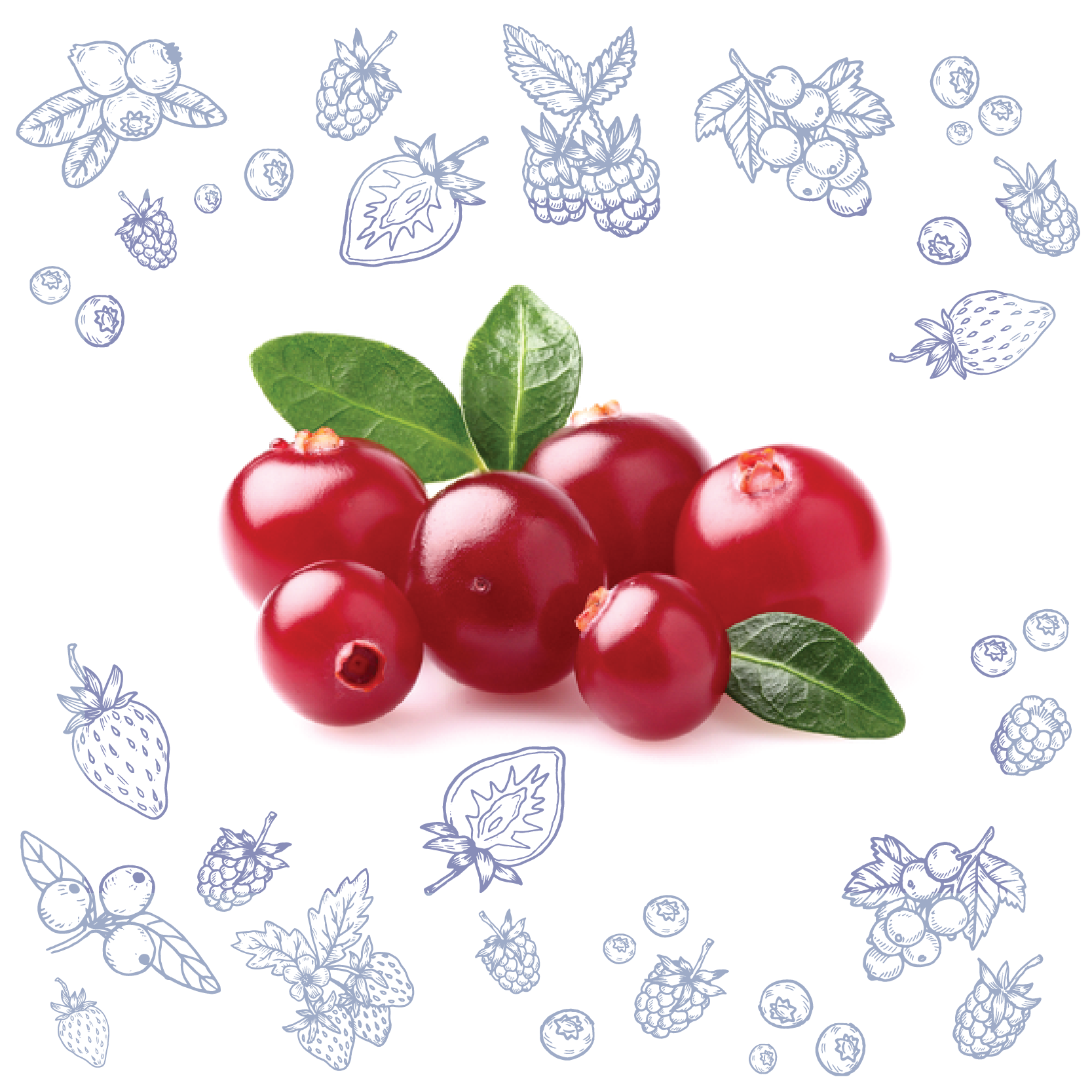 Polarica-Berries-puolukka
