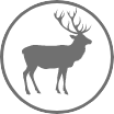 reindeer