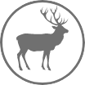 reindeer