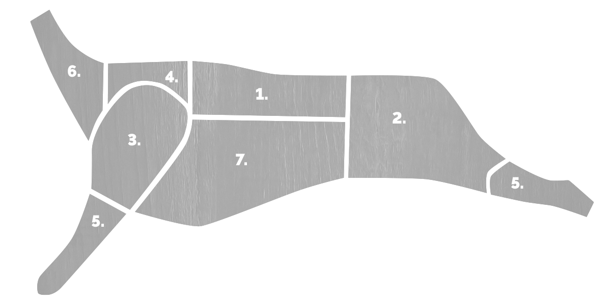 poro-anatomia2