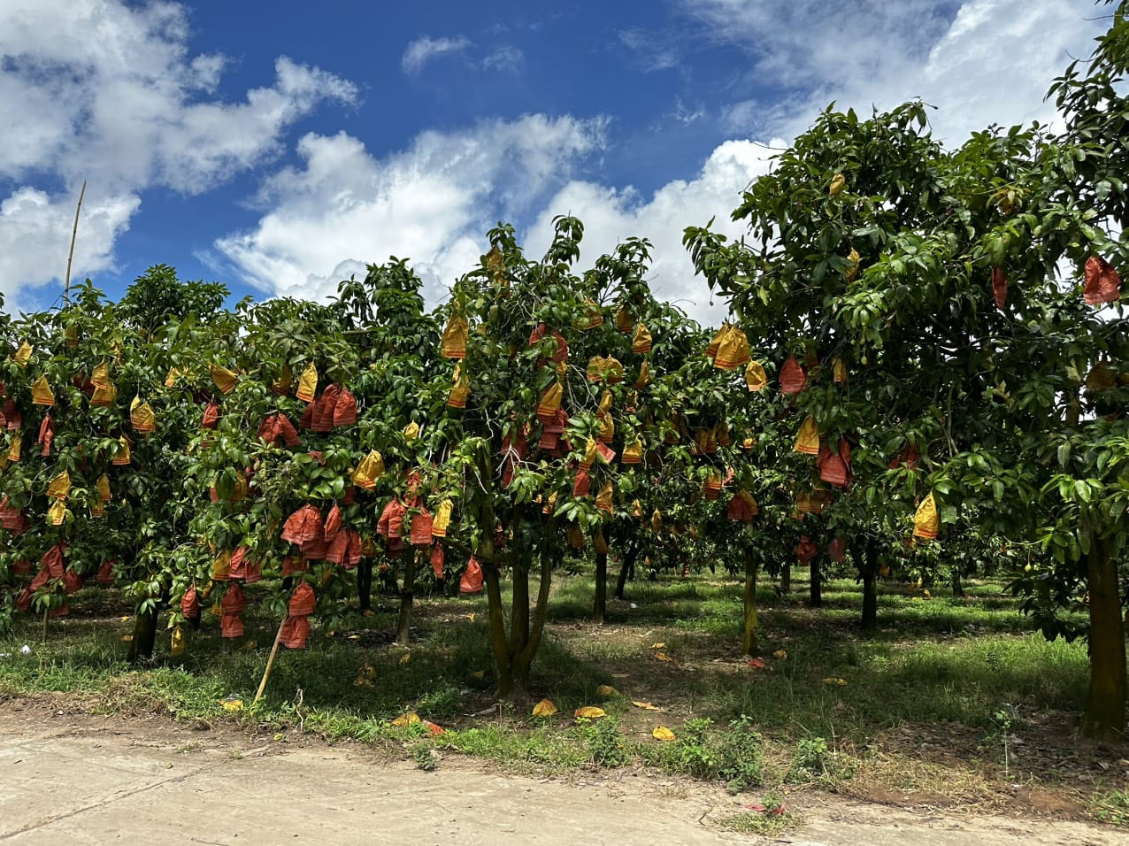 Mango protection