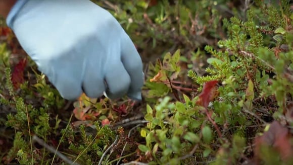Polarica’s Sustainability Report is now available