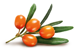 Polarica_seabuckthorn_RGB-1