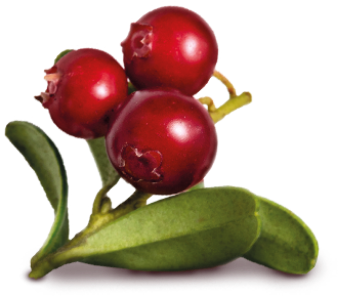 Organic Blueberry