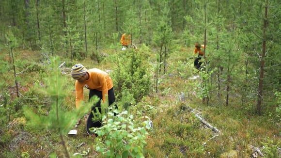 Berry picker survey 2025