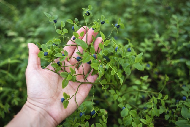 Berry sector responsibility will not be solved by paying travel costs, but by an industry-specific standard - featured image
