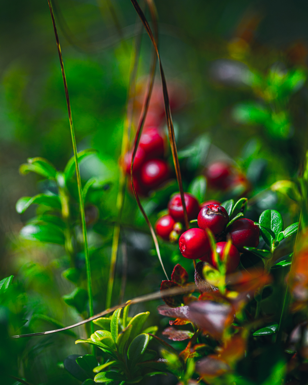 The Implications of New Seasonal Work Visas for the Nordic Berry Industry - featured image