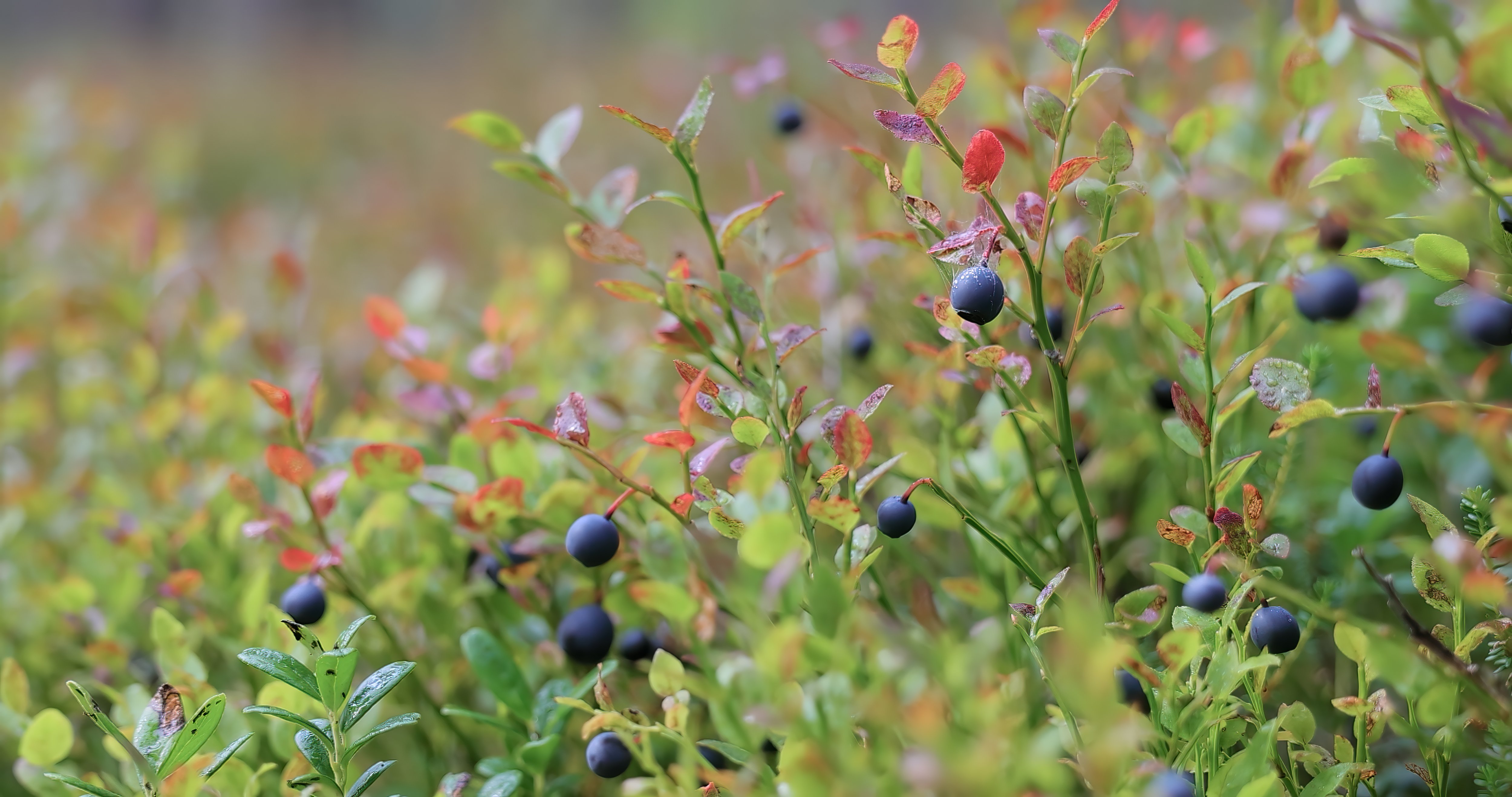 FCCA suspects companies in the berry industry of an alleged competition infringement – Polarica denies the claims - featured image