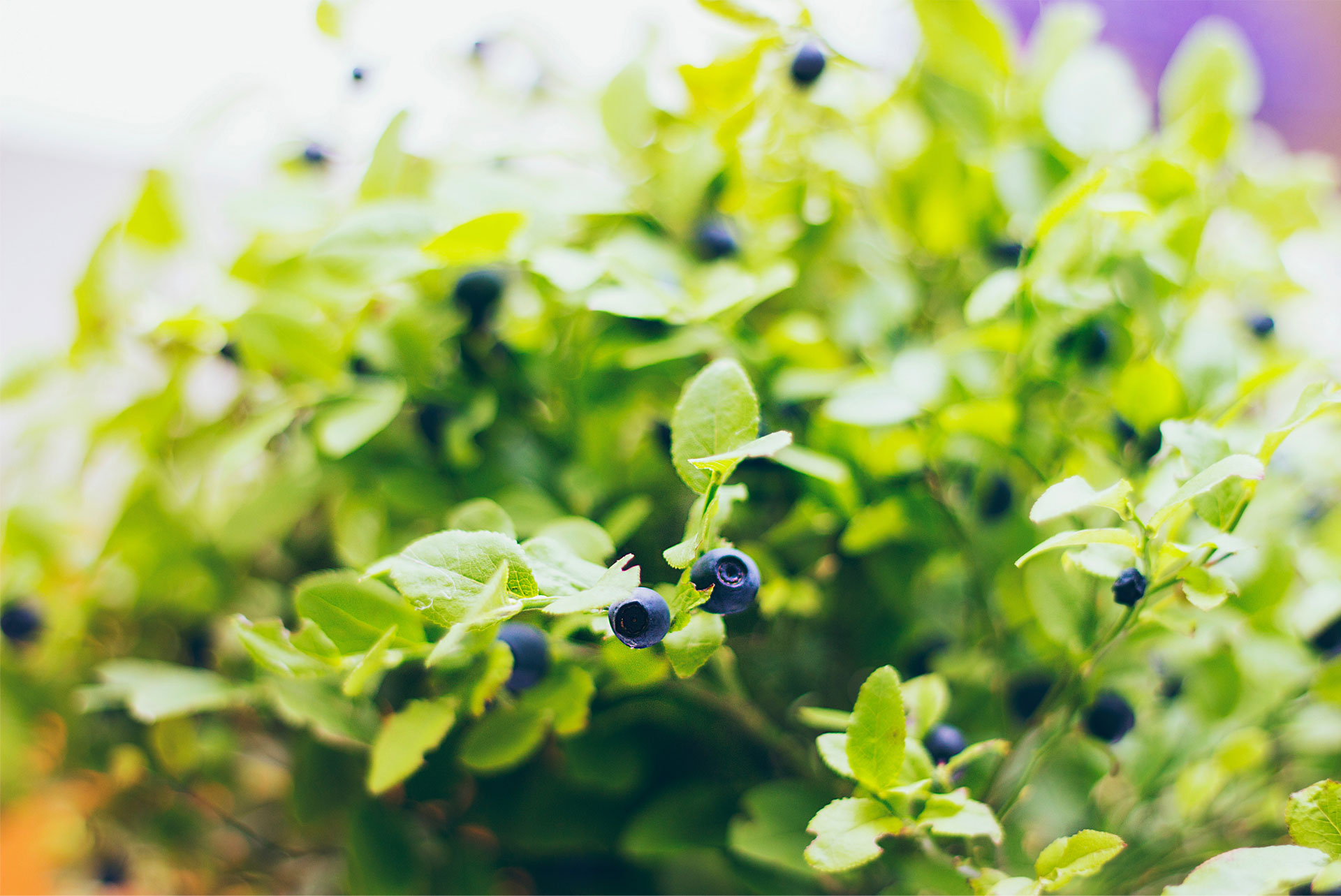blueberries