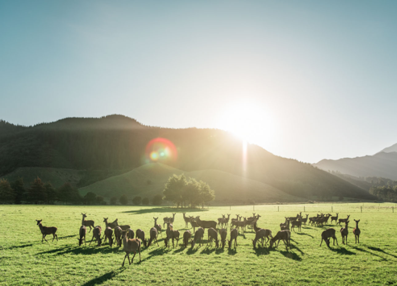 Kronhjort från Nya Zeeland - featured image