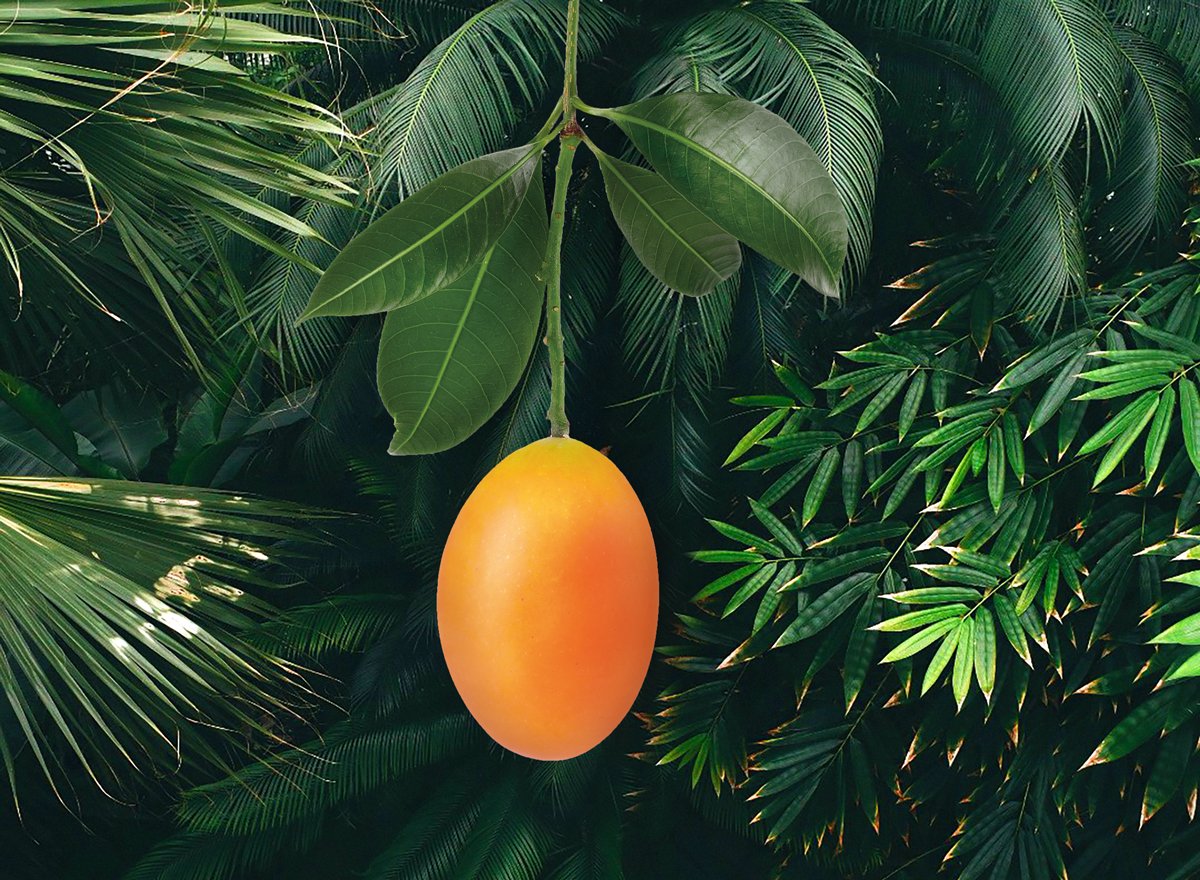 From Farm to Factory: Tracing the Journey of Mangoes in Our Supply Chain - featured image