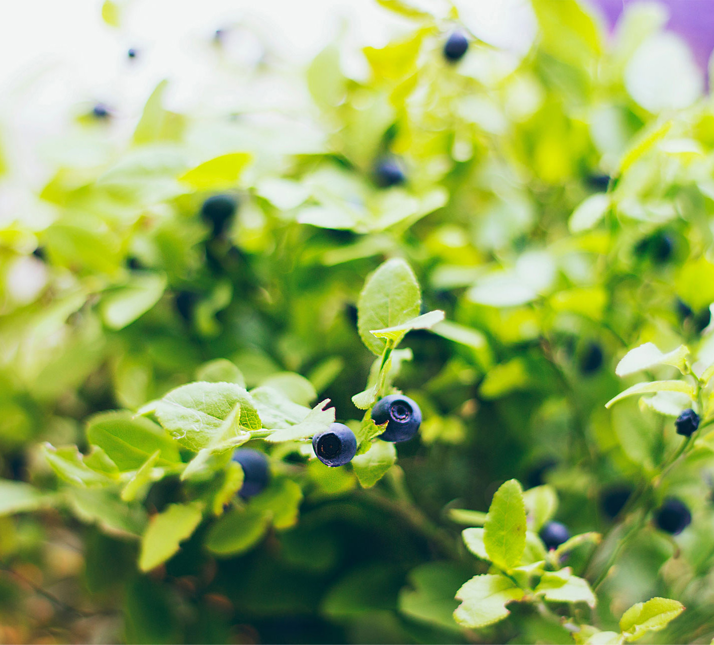 Polarica Berry Picking in Sweden - featured image